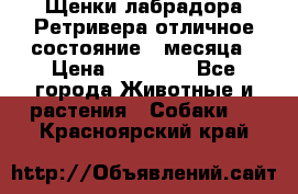 Щенки лабрадора Ретривера отличное состояние 2 месяца › Цена ­ 30 000 - Все города Животные и растения » Собаки   . Красноярский край